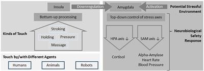 Calming Effects of Touch in Human, Animal, and Robotic Interaction—Scientific State-of-the-Art and Technical Advances